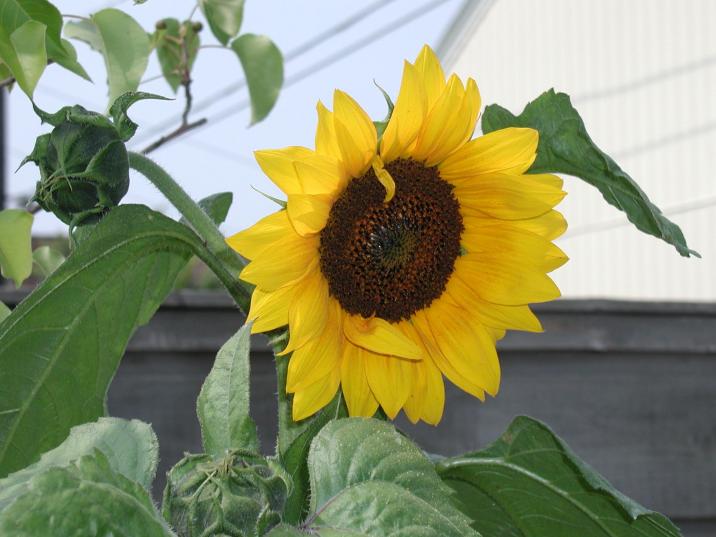 sunflower