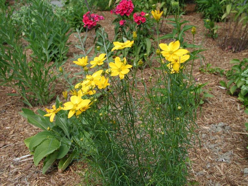 yellow flowers